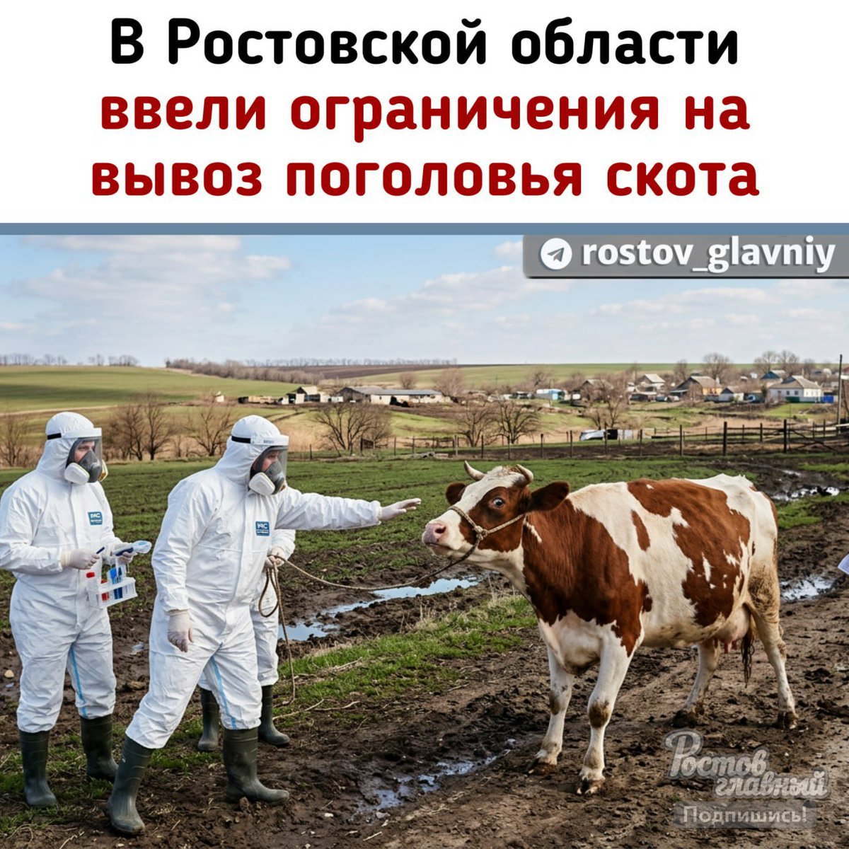 В Ростовской области ввели ограничения на перемещение поголовья животных, вывоз молока и продукции животного происхождения.