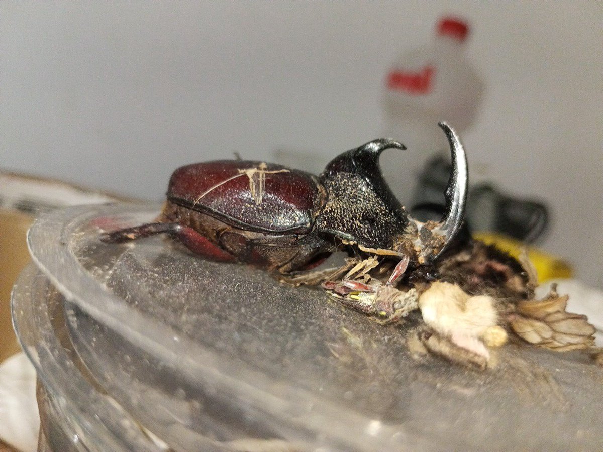 Ctenophora Ctenophora tweet media