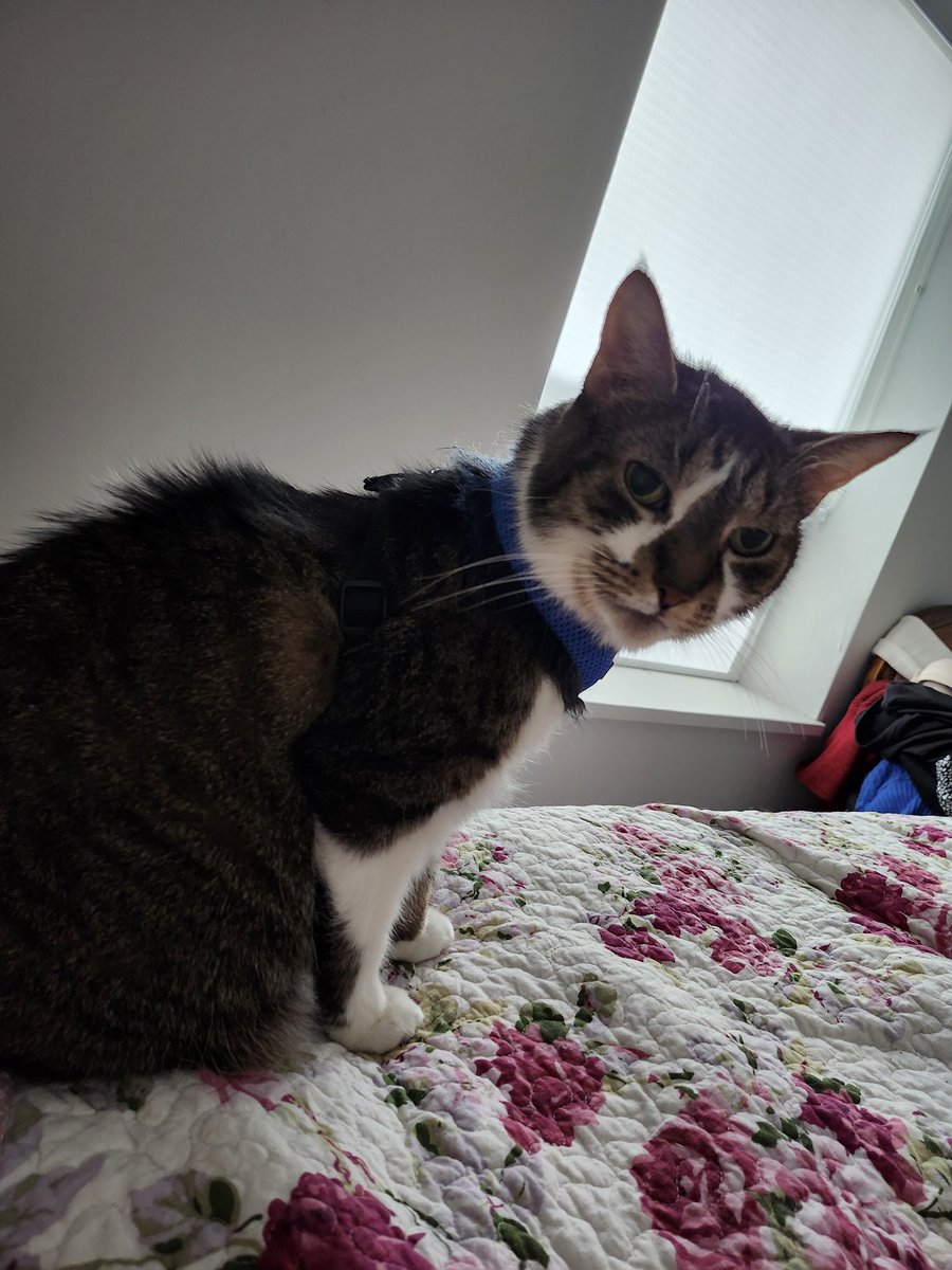 MIMI THE TABBY😺 tweet media