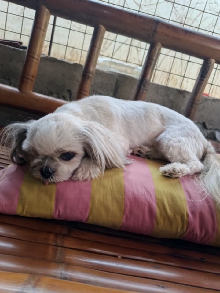 Teacups Family tweet media