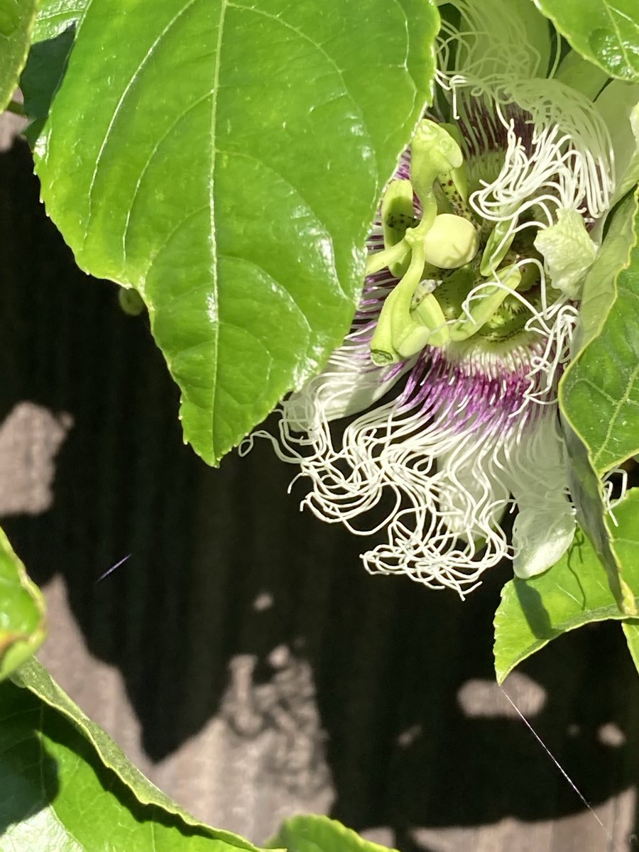 Deb Thompson tweet media