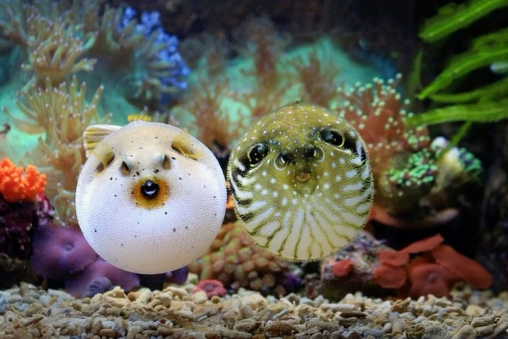 XEDDO (COMMISSIONS OPEN) tweet media