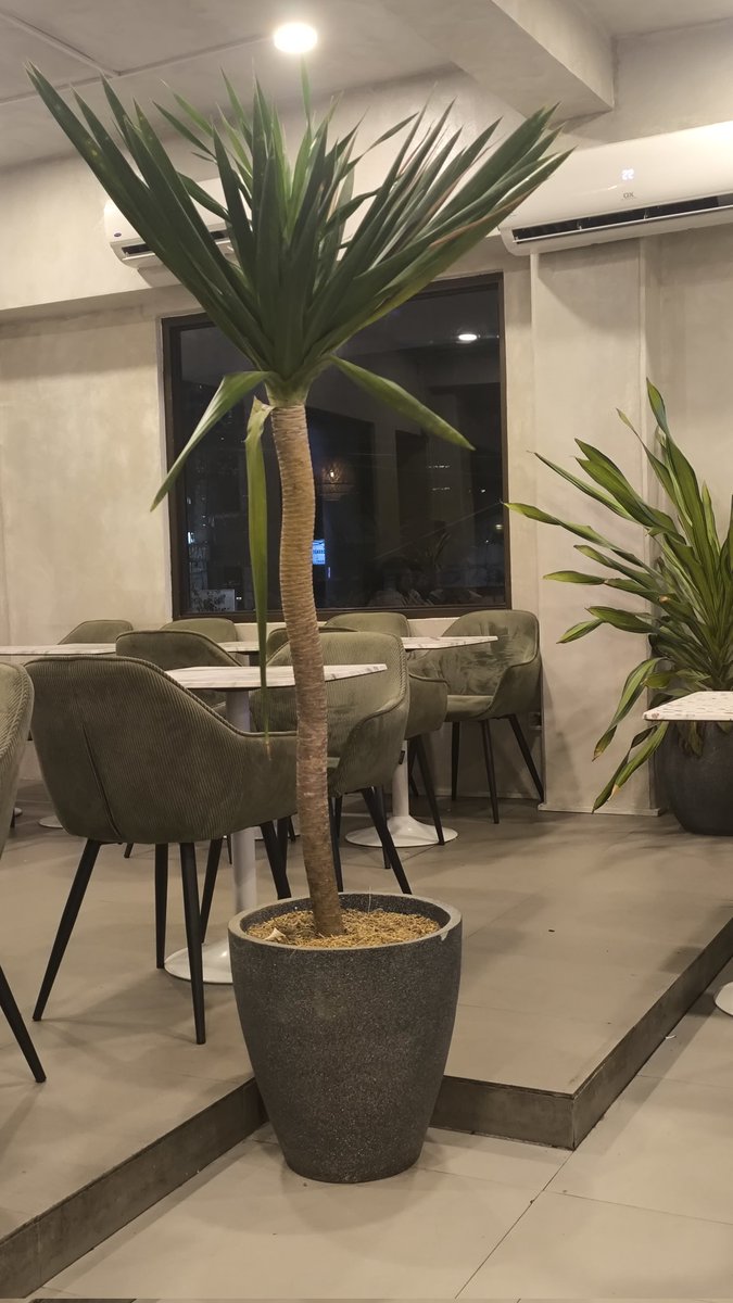 fons 🪄 tweet media