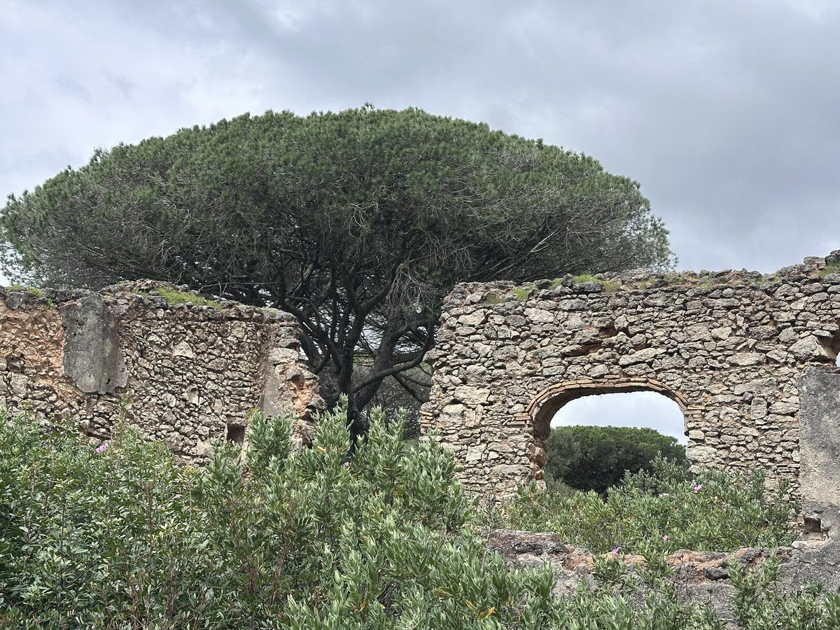 Stone (umbrella) pine - #treeclub Nordic Walking holiday in Andalucia and there are thousands of them 💜
