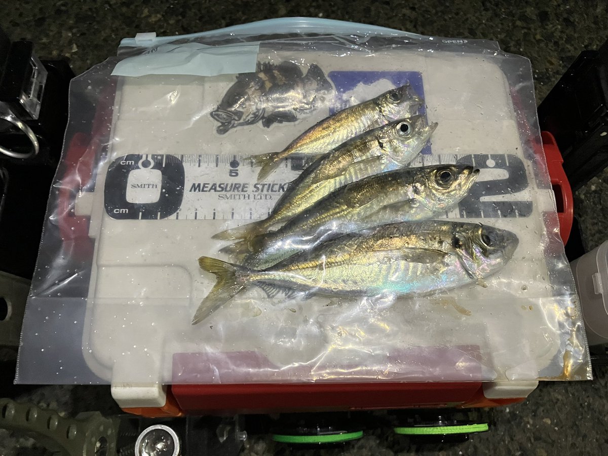 アジぽん tweet media