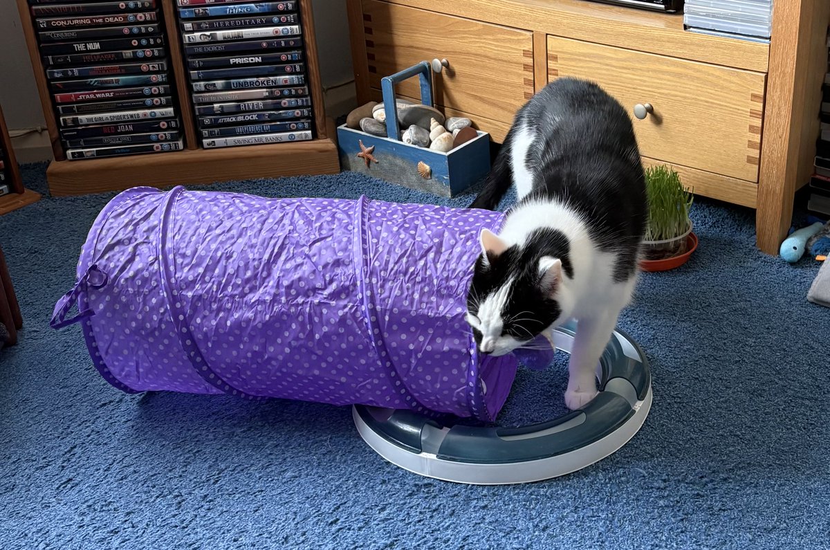 Orcinus68's tweet image. #Pictures from today Mr Sleepyhead in the sunshine &amp;amp; new tunnel time! 😸😻#CatsOfTwitter