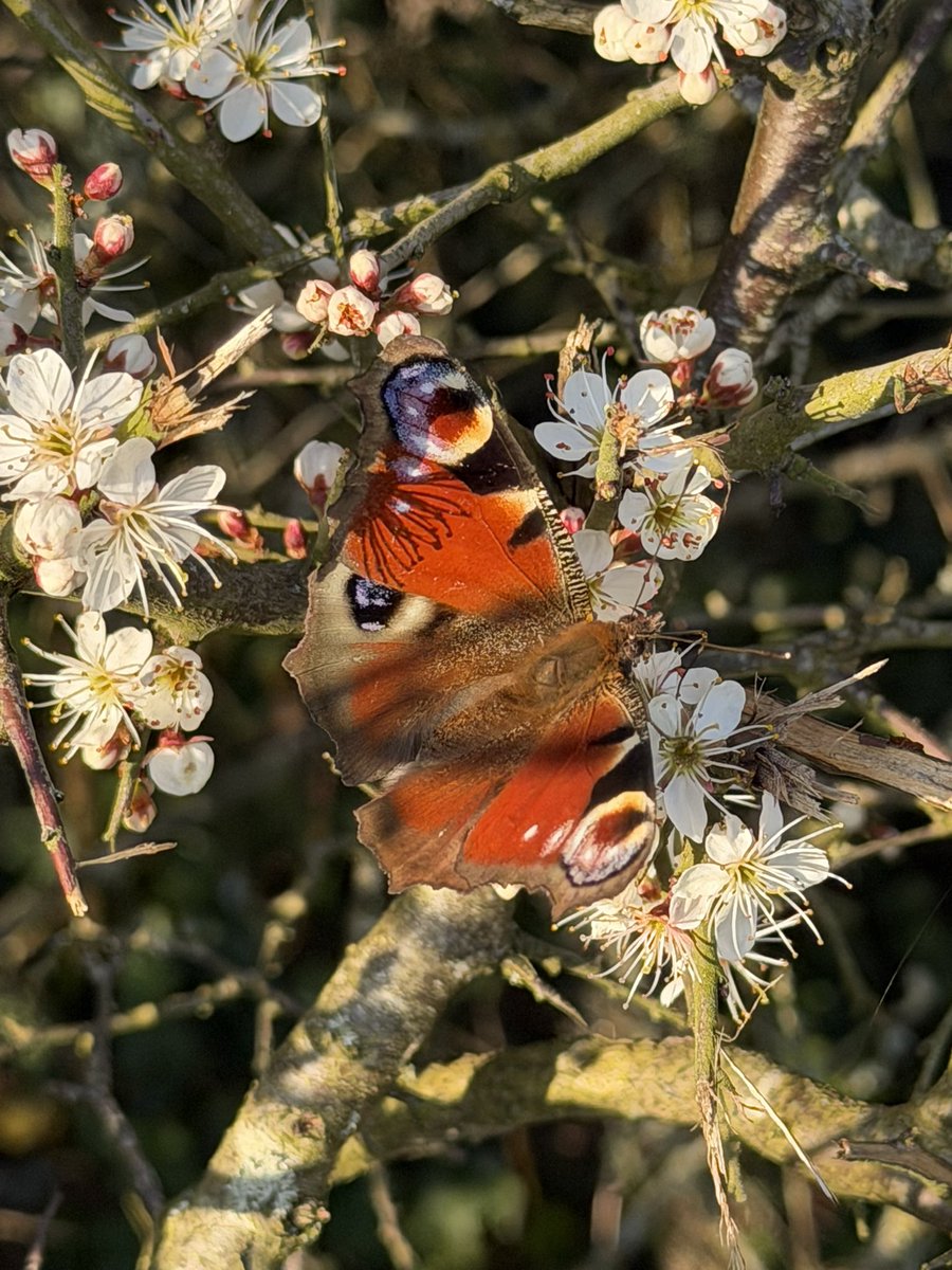 Steve Winchester Red tweet media