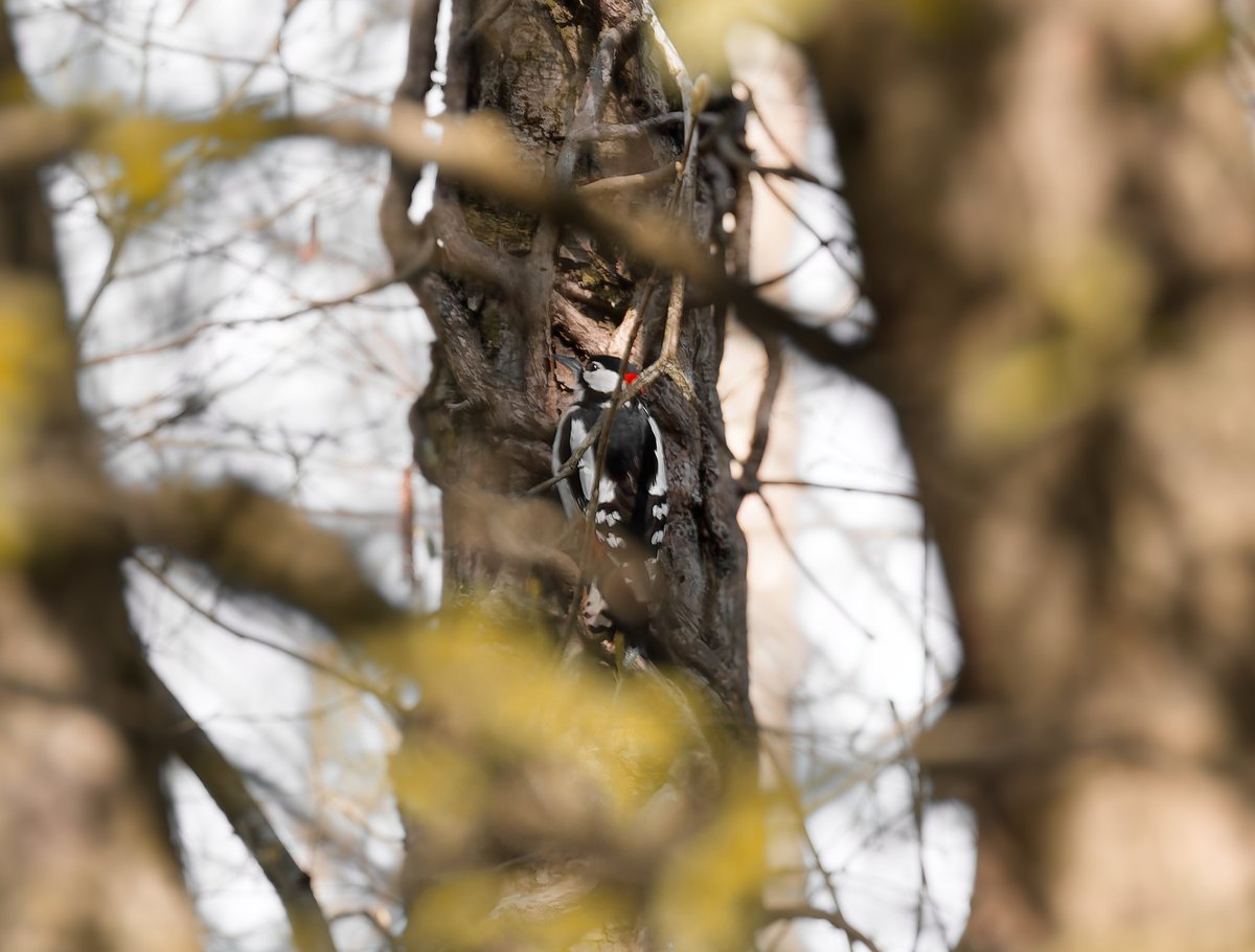 Riri Pipsqueak 🐀 tweet media