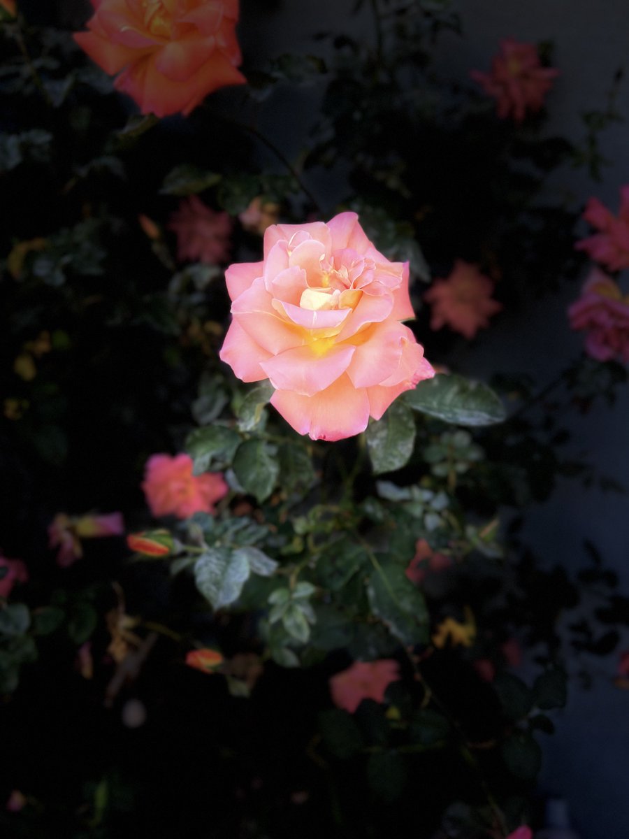 Angela Buettner tweet media