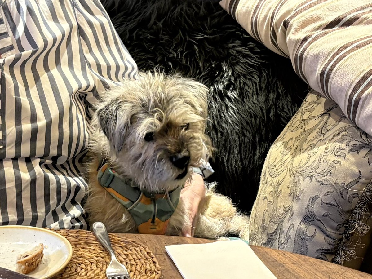 Sir Smiffy the dog OBE tweet media