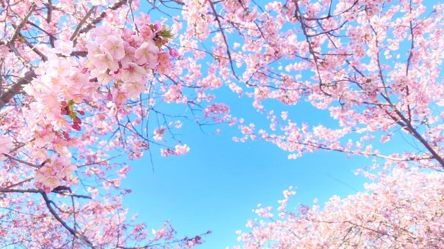 Ambassade du Japon au Sénégal tweet media