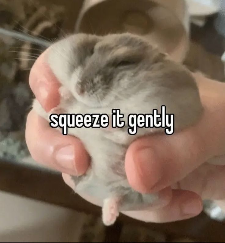 Tweets Of Hamster tweet media