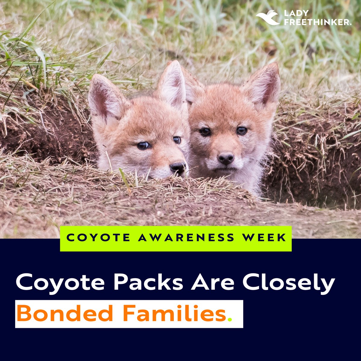 Lady Freethinker tweet media