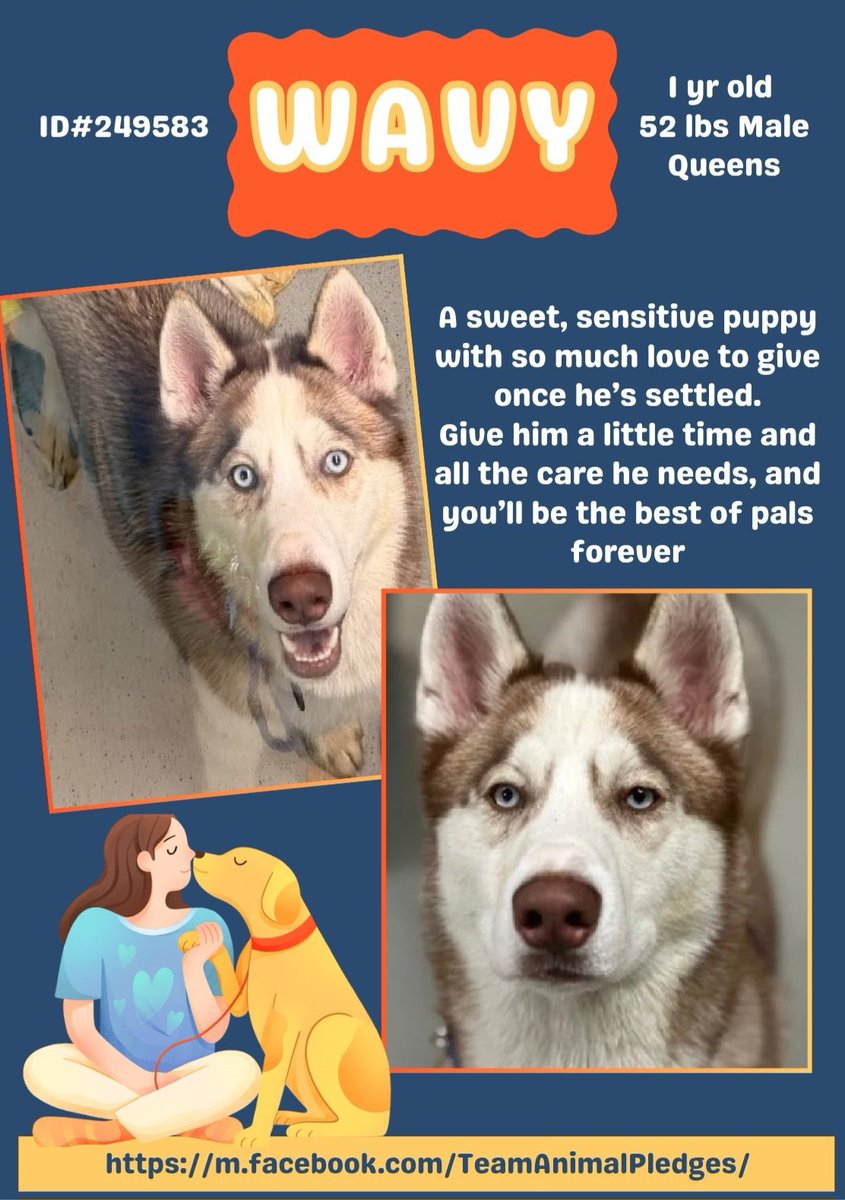 CharBolen's tweet image. WAVY ♥️ #249583  1yr old Boy ♥️ #Nycacc
Gorgeous Husky puppy new to Queens ACC!
A little shy and unsure in the shelter of course!
He's in need of a new life and a new home with 
lots of love! A very sweet puppy that loves to 
be loved and snuggled with!
#Adopt #Foster #Pledge 🏡