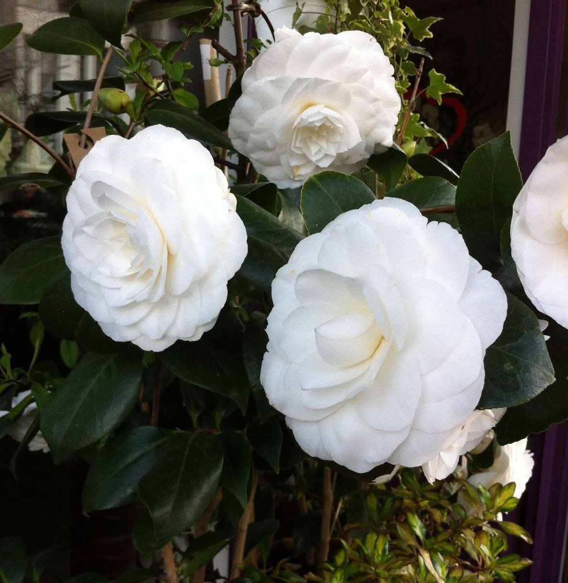 🇫🇷パリババ tweet media