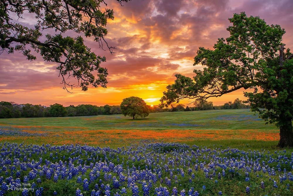 Ron Pyle tweet media