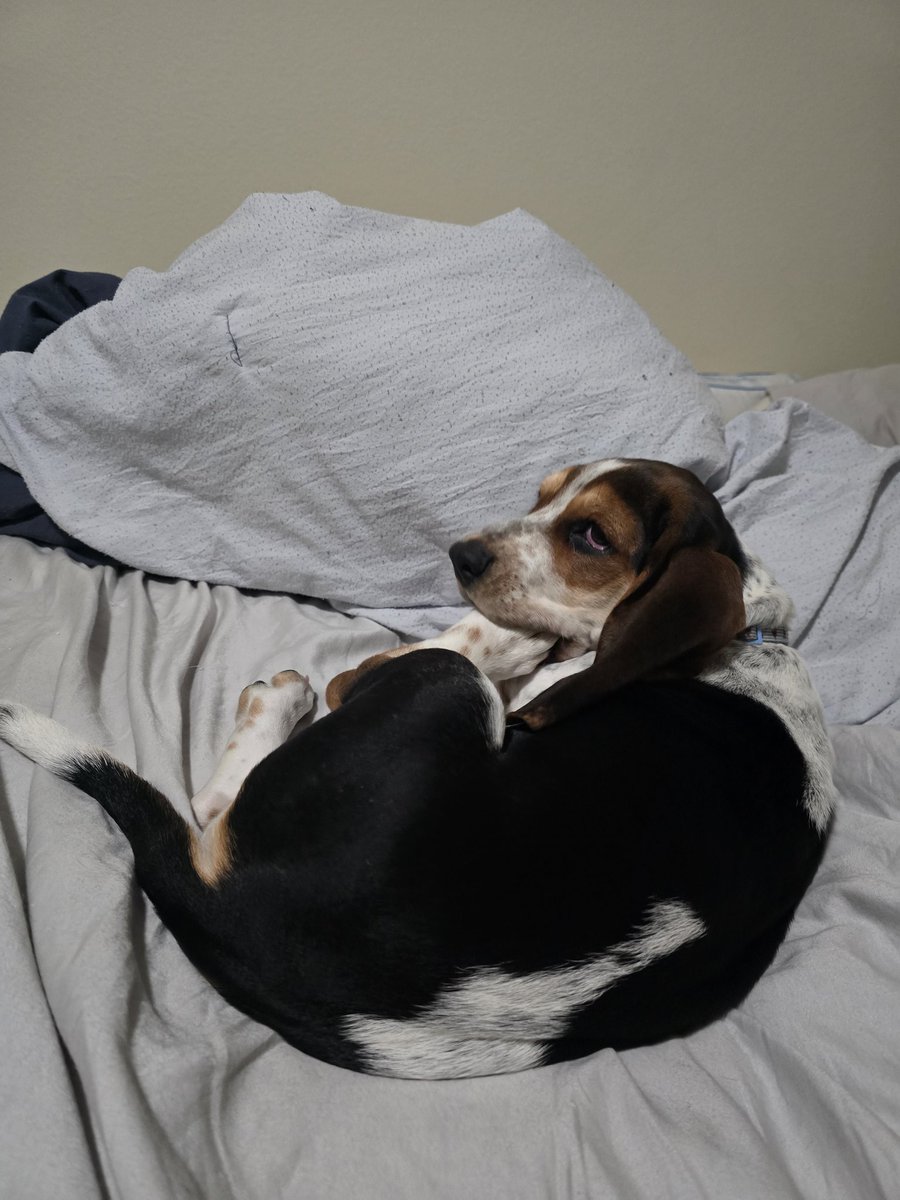 Douglas Bailey (A spicy meatball) tweet media