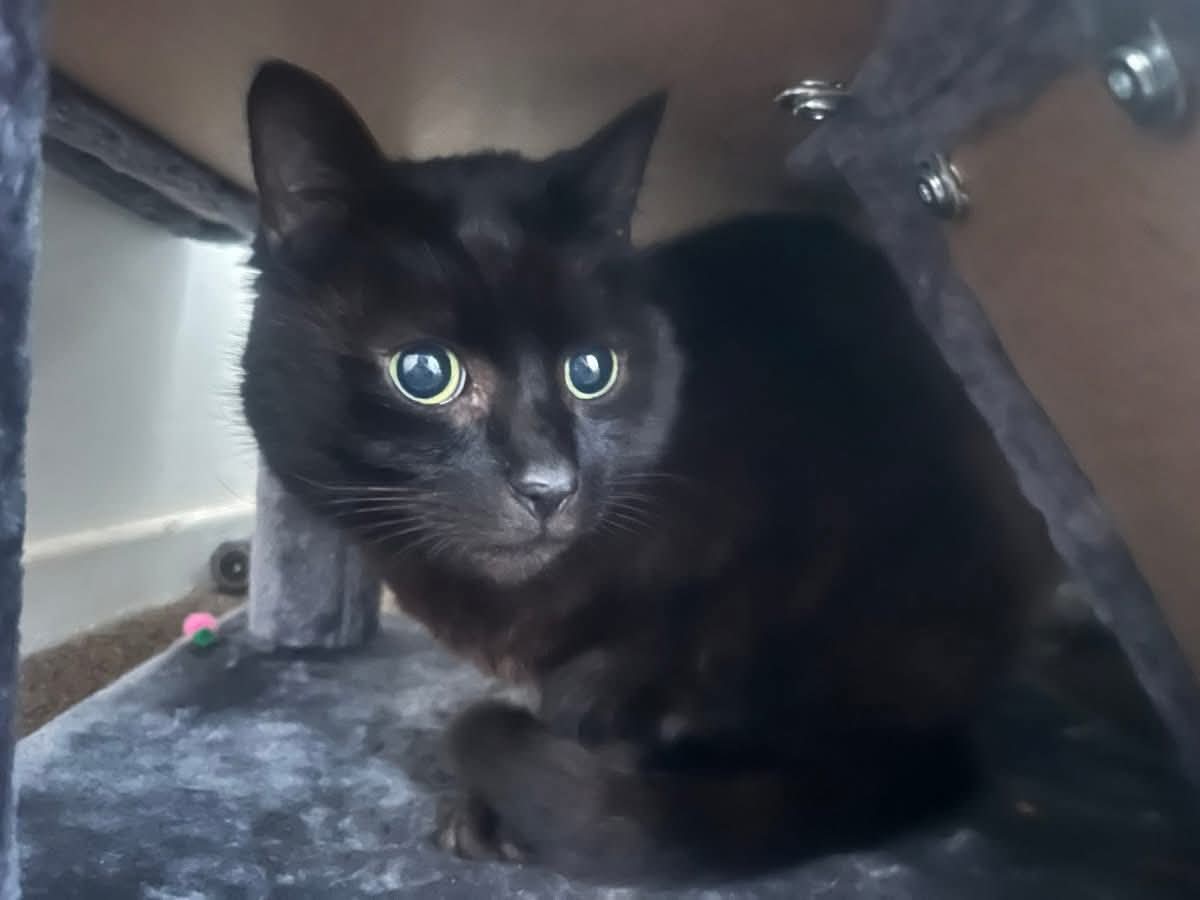 DrJessicaSU tweet media