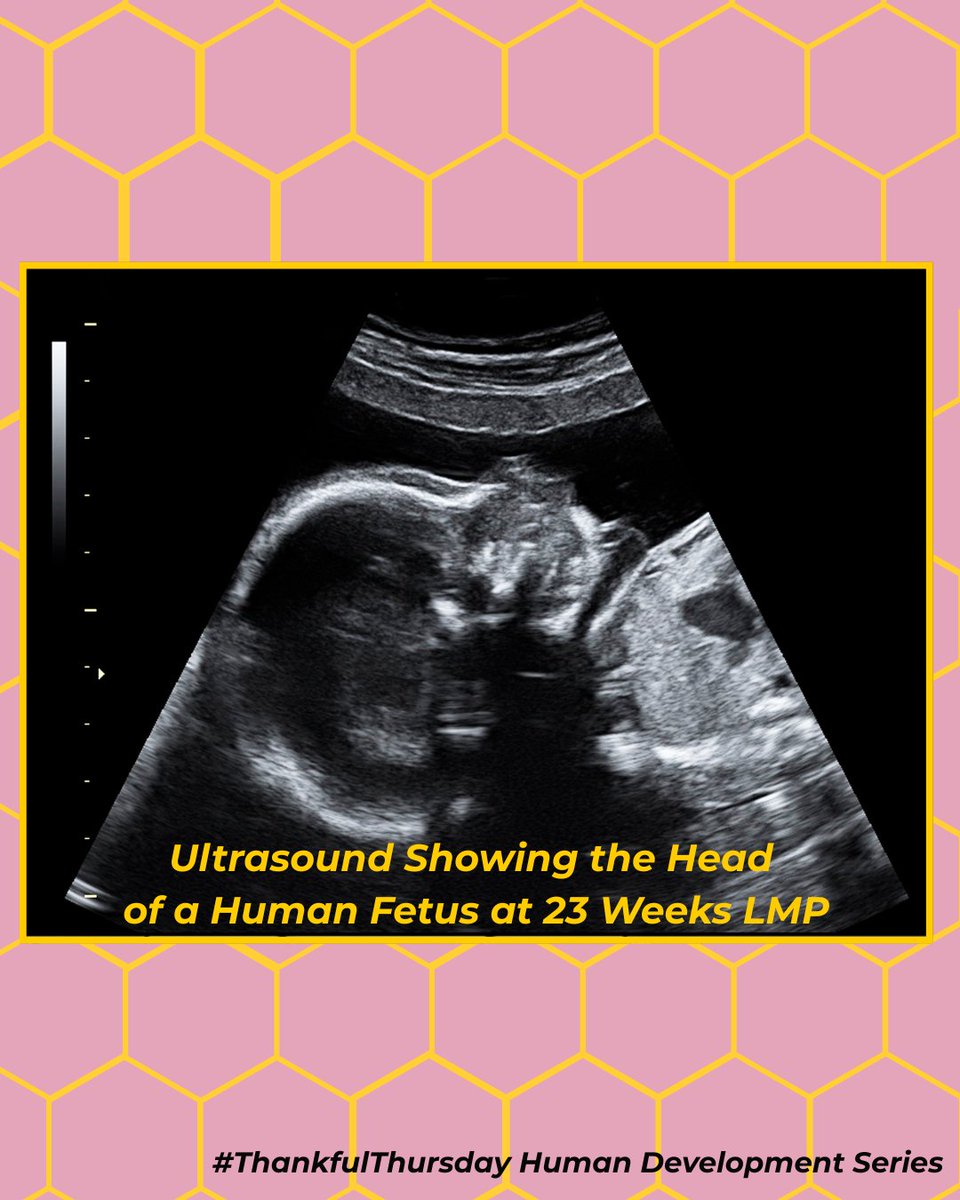 Pro-Life Wisconsin tweet media