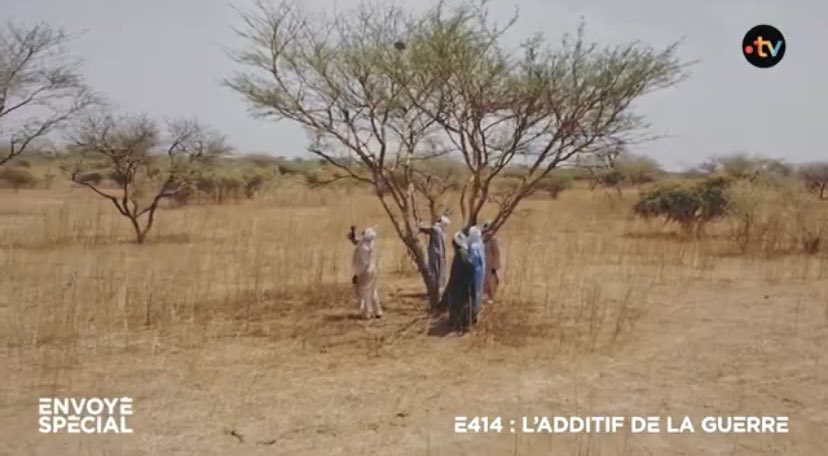ElgaMarzou's tweet photo. 🔴SOUDAN : 
E414, l’additif de la guerre

Sodas, bonbons, maquillage : l’E414 est présent dans de multiples produits du quotidien.
Son origine : la gomme arabique. 
Produite majoritairement au Soudan et devenue un enjeu de la guerre.

@EnvoyeSpecial @nicolabertran @FabienFougere https://t.co/RYkOj1cd0H
