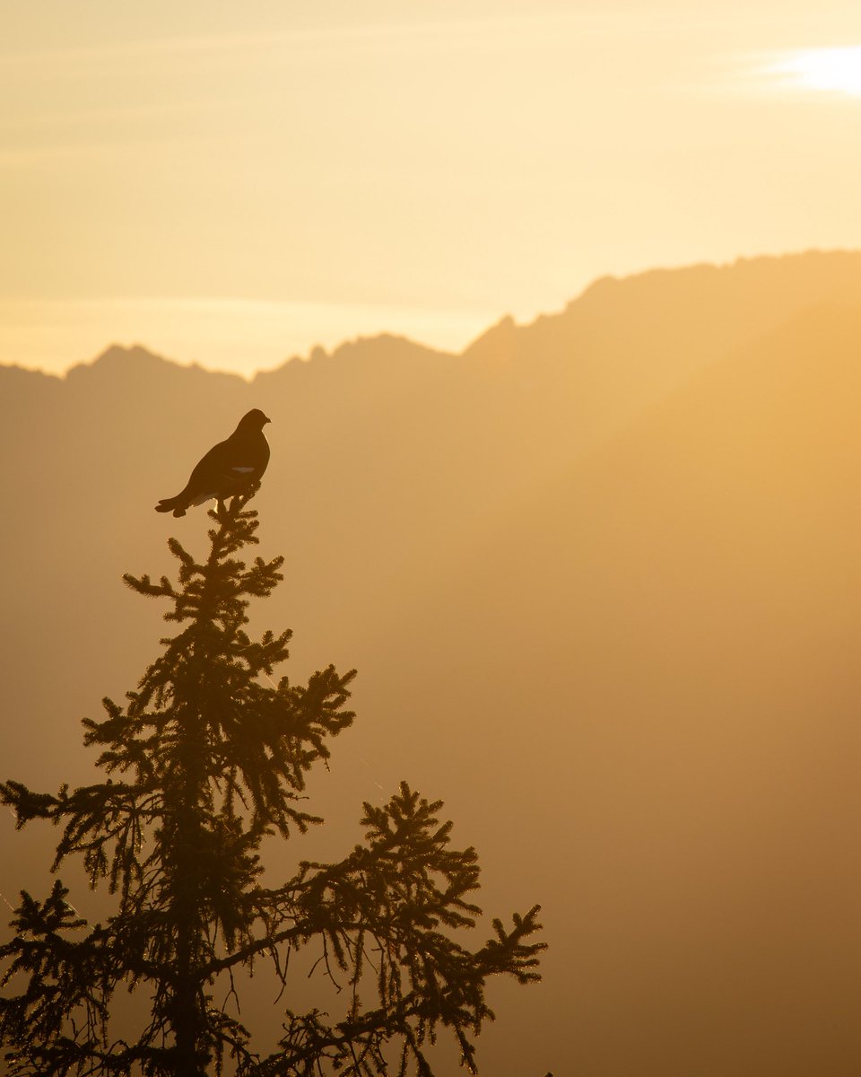 G Rainer tweet media