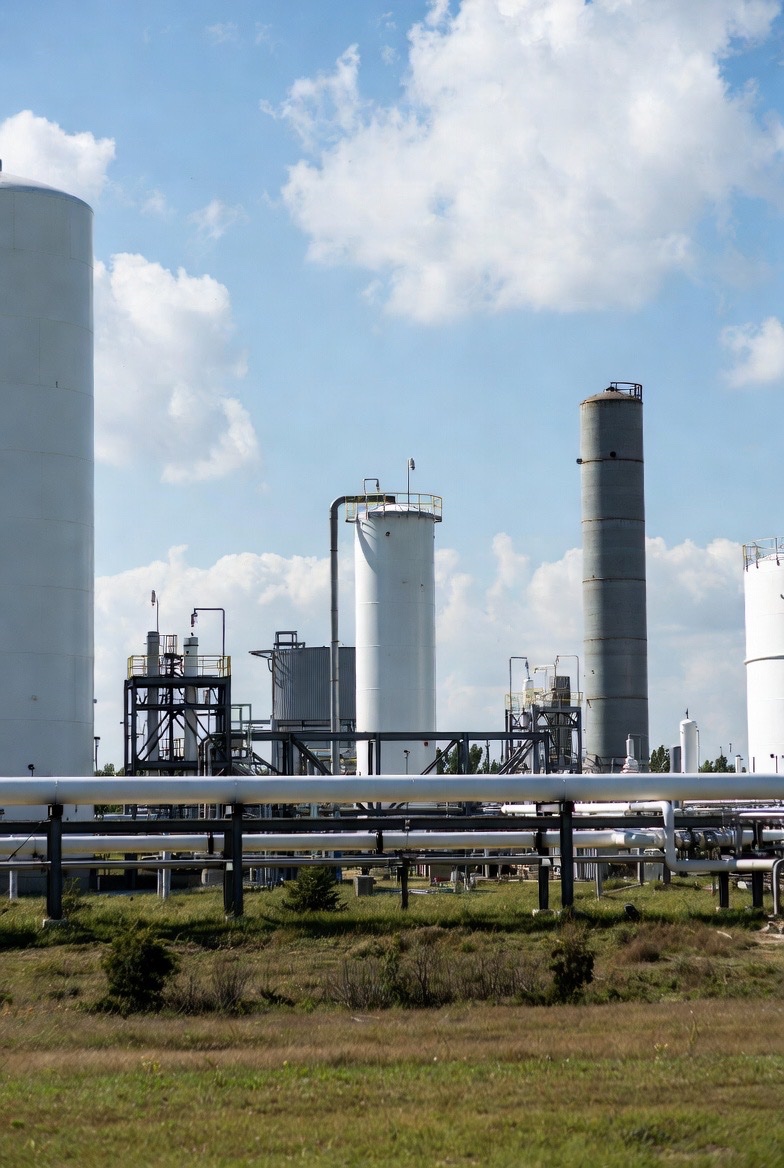 CryptoGoos tweet media