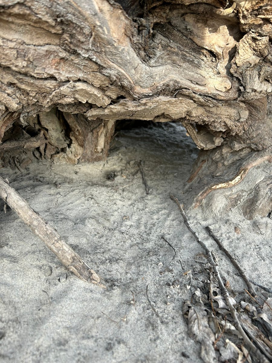 Daggerlad tweet media