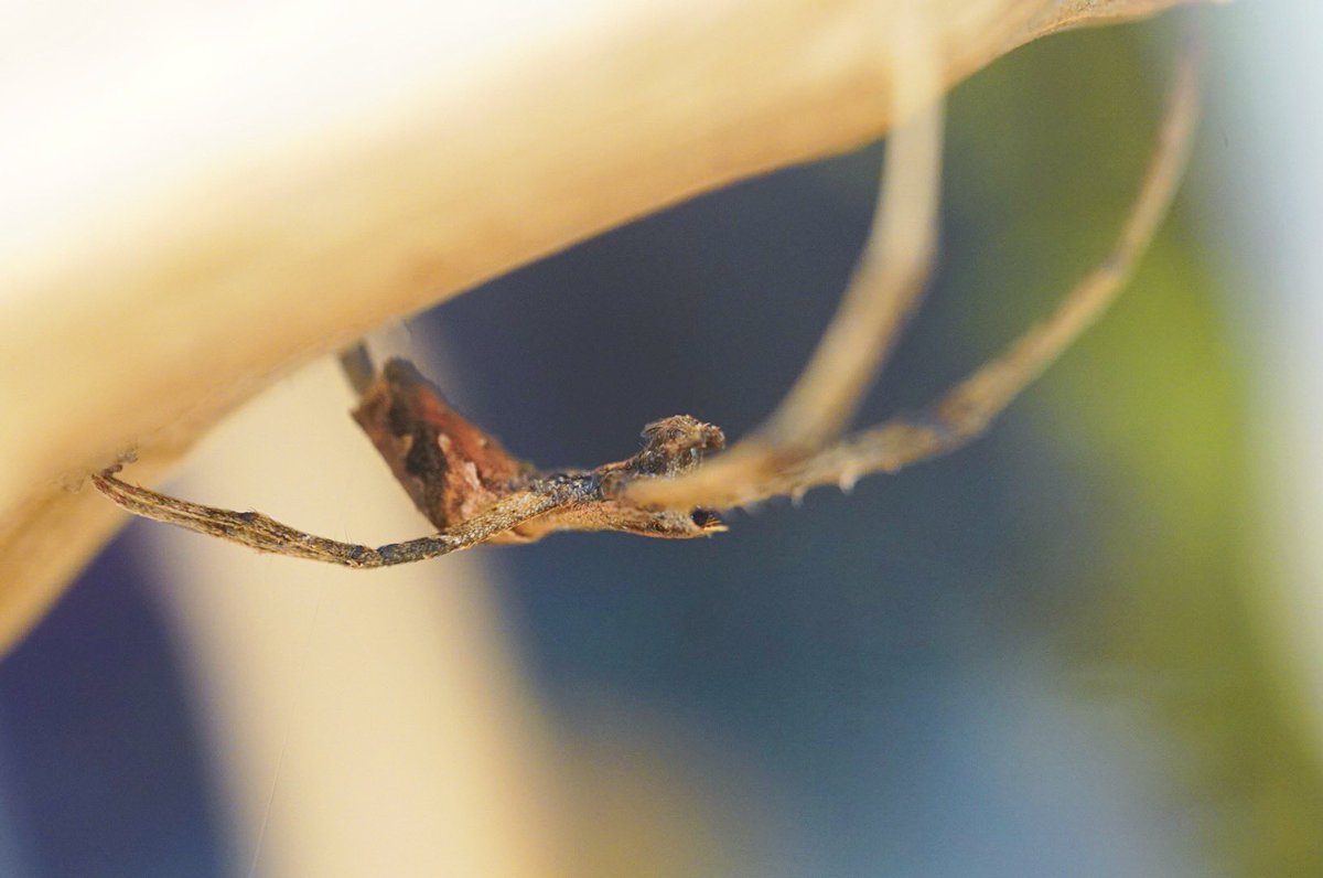 Lana the Bug 🪲💕 tweet media