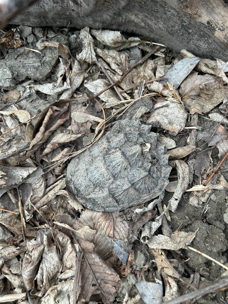 Daggerlad tweet media