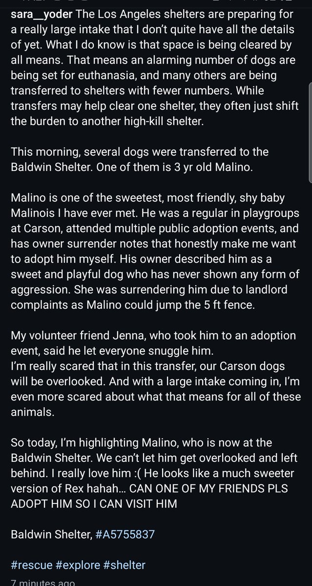 Foster a shelterpet at ZERO COST🐾 tweet media