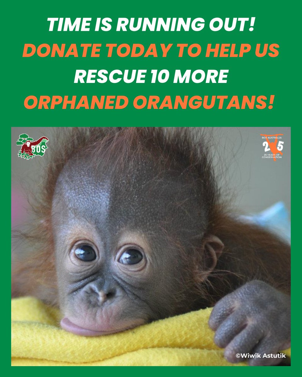 BOS Australia tweet media