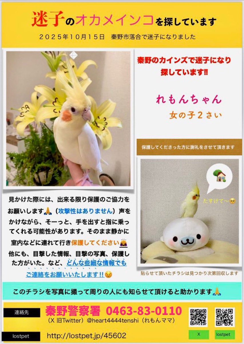 heart4444tenshi's tweet photo. 秦野で迷子になったままの
れもんを今も探しております

特徴は全体的にクリーム色で尾羽の模様は薄め

好きなご飯
あわ、ひえ、きび、玄米（無農薬）
スイカの種、小松菜等

あまり好まないもの
ペレット ひまわりの種など
です

どなたか保護されておりましたら
お礼をさせて頂きます🙏
ご連絡下さい https://t.co/mPza8qNsFs