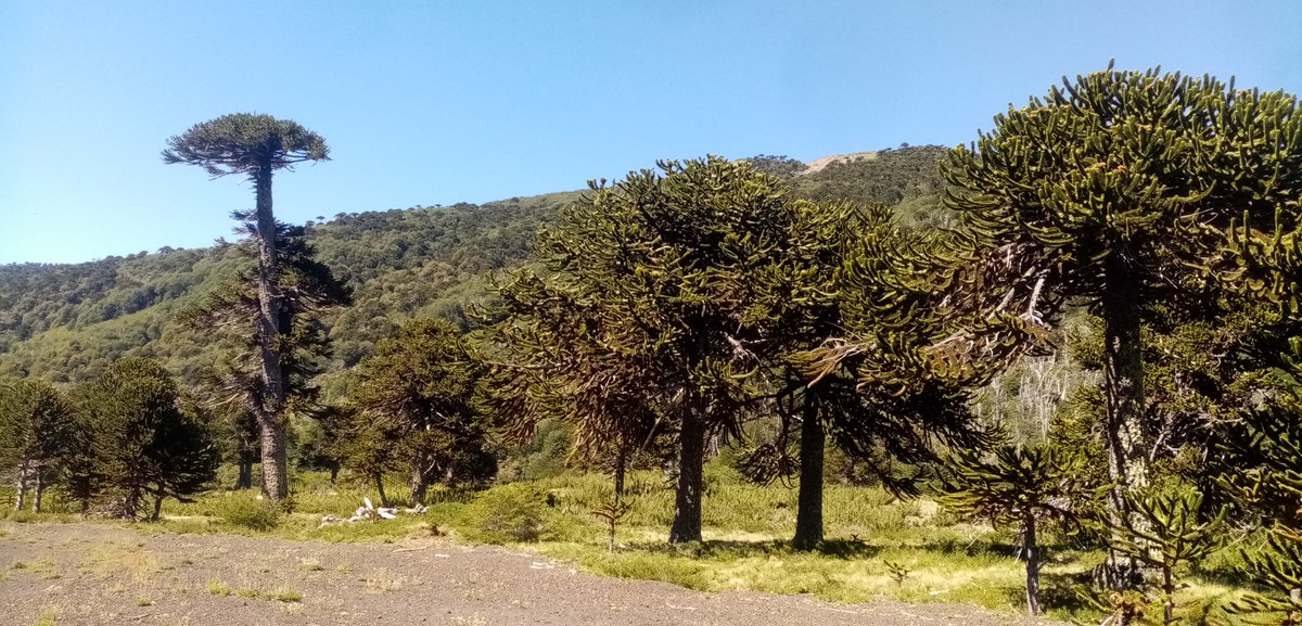 Alvaro Promis tweet media