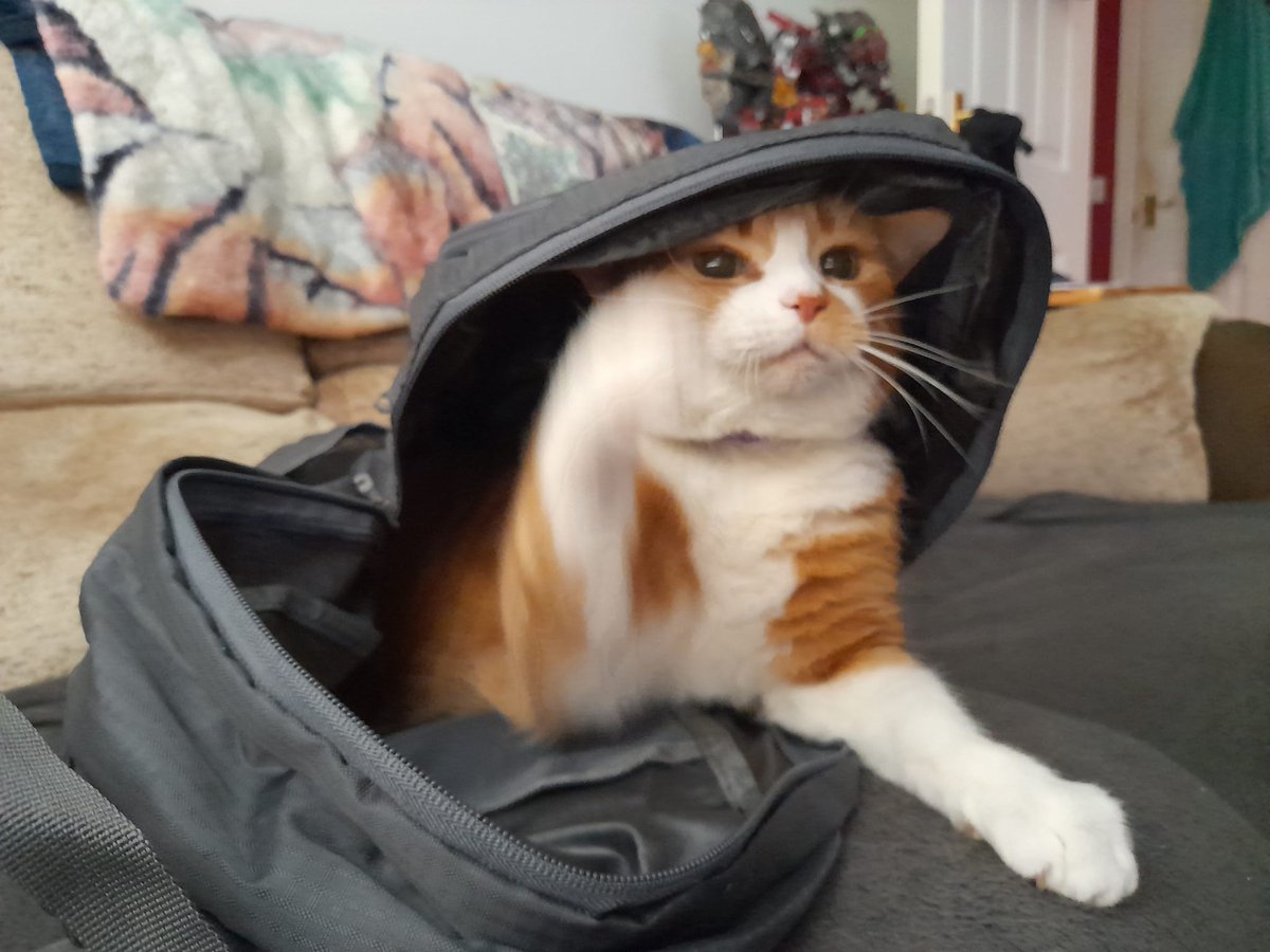 Kăskă (she/her)🏳️‍⚧️ tweet media