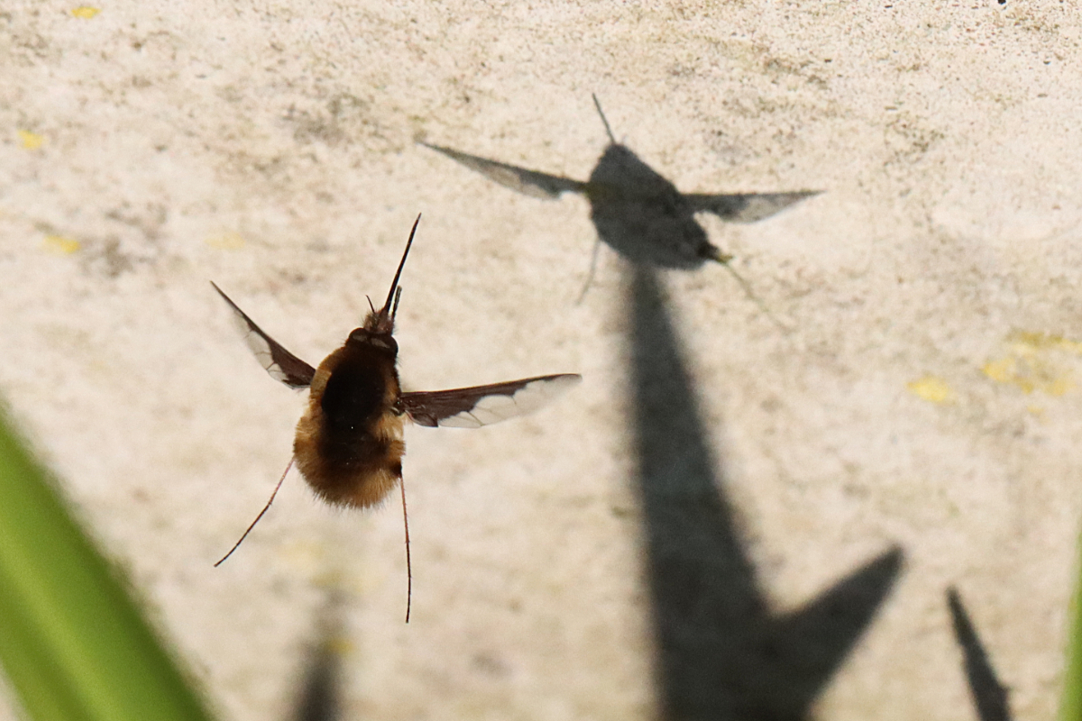 David Emley tweet media