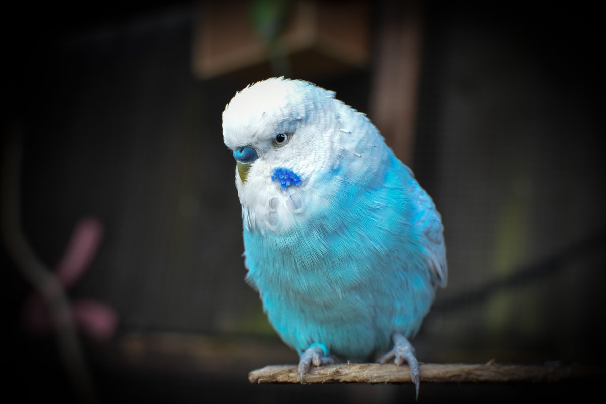 Northern Parrots tweet media