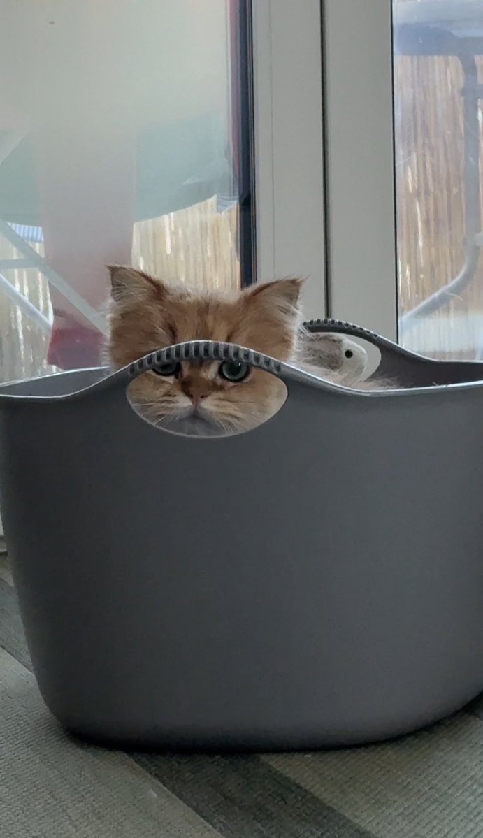 Ирена Карпаччо tweet media