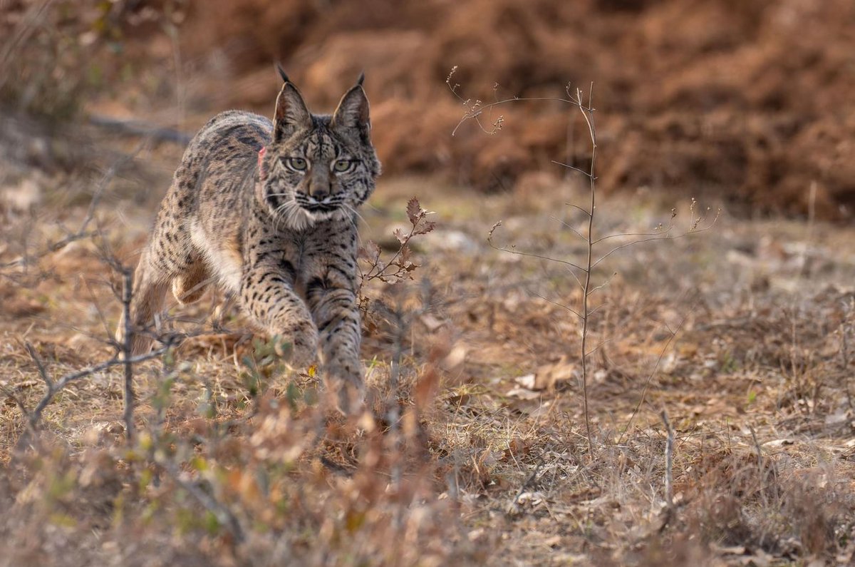 Junta de Castilla y León tweet media