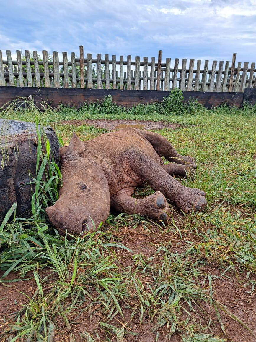 Helping Rhinos 🦏 tweet media
