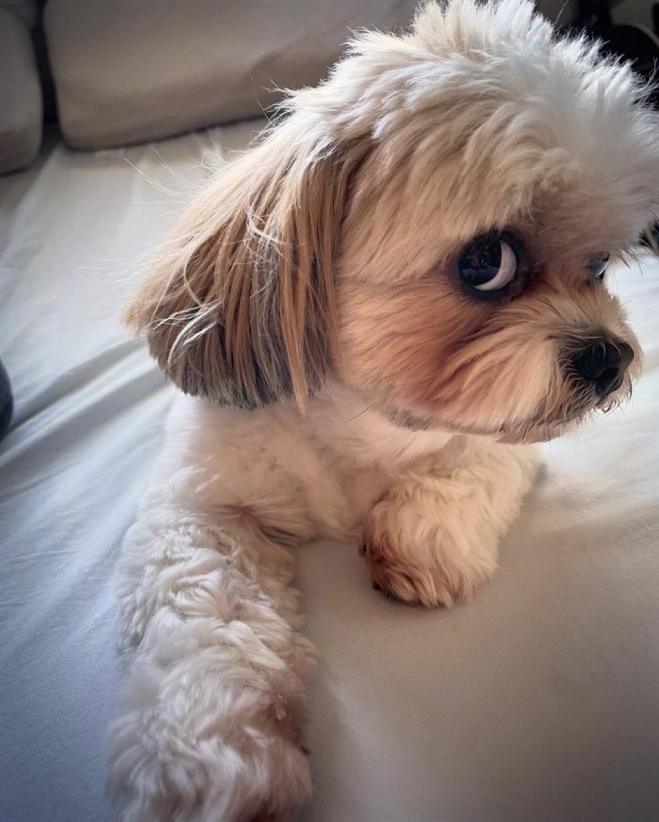 𝙋𝙧𝙚𝙢𝙞𝙚𝙧 𝘽𝙌 ✰ tweet media