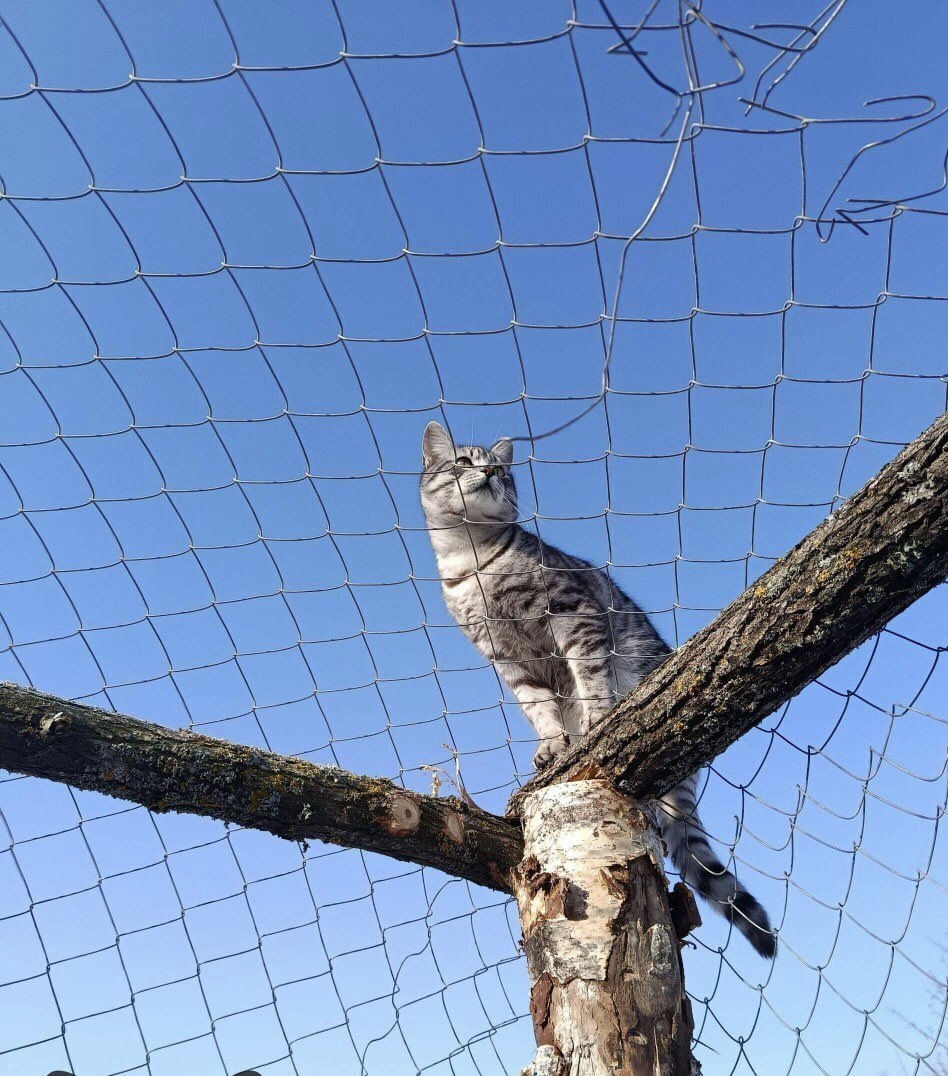 Ангулемский tweet media