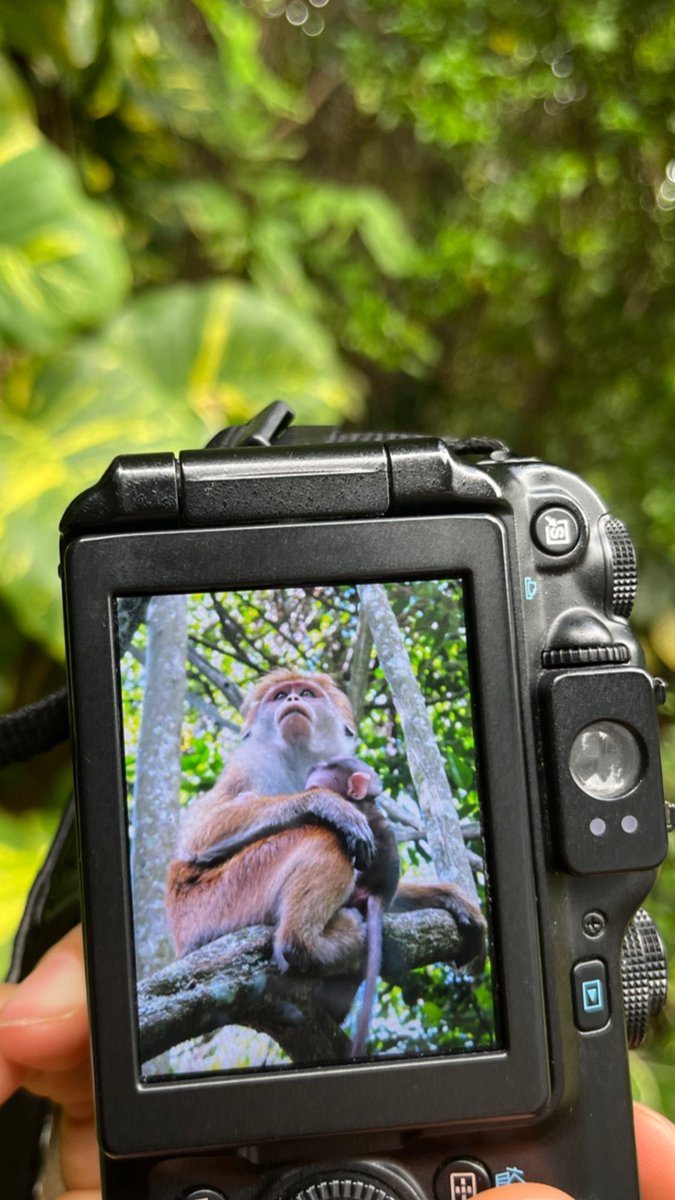 Téo Szucs tweet media