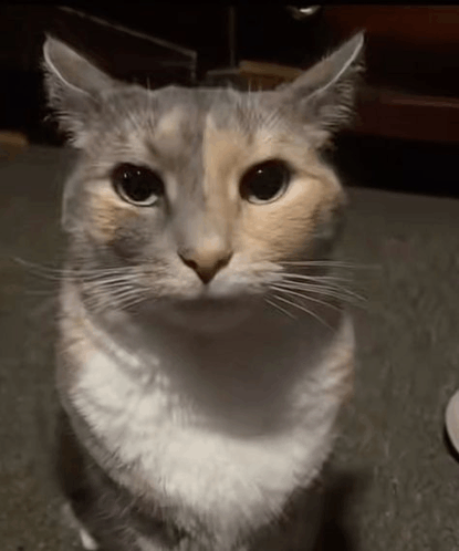 CSGOLuck.com tweet media