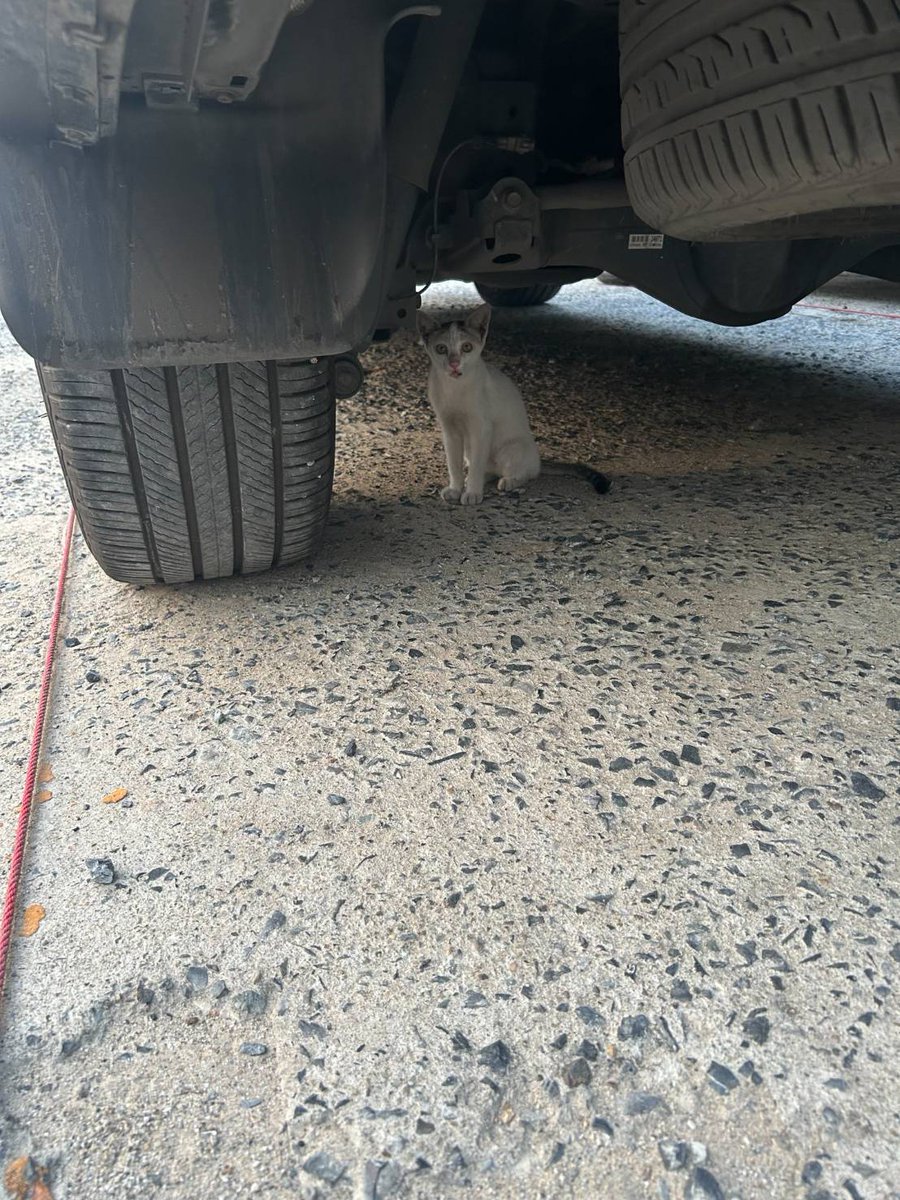 Catster & Co บ้านพักพิงแมวจร tweet media