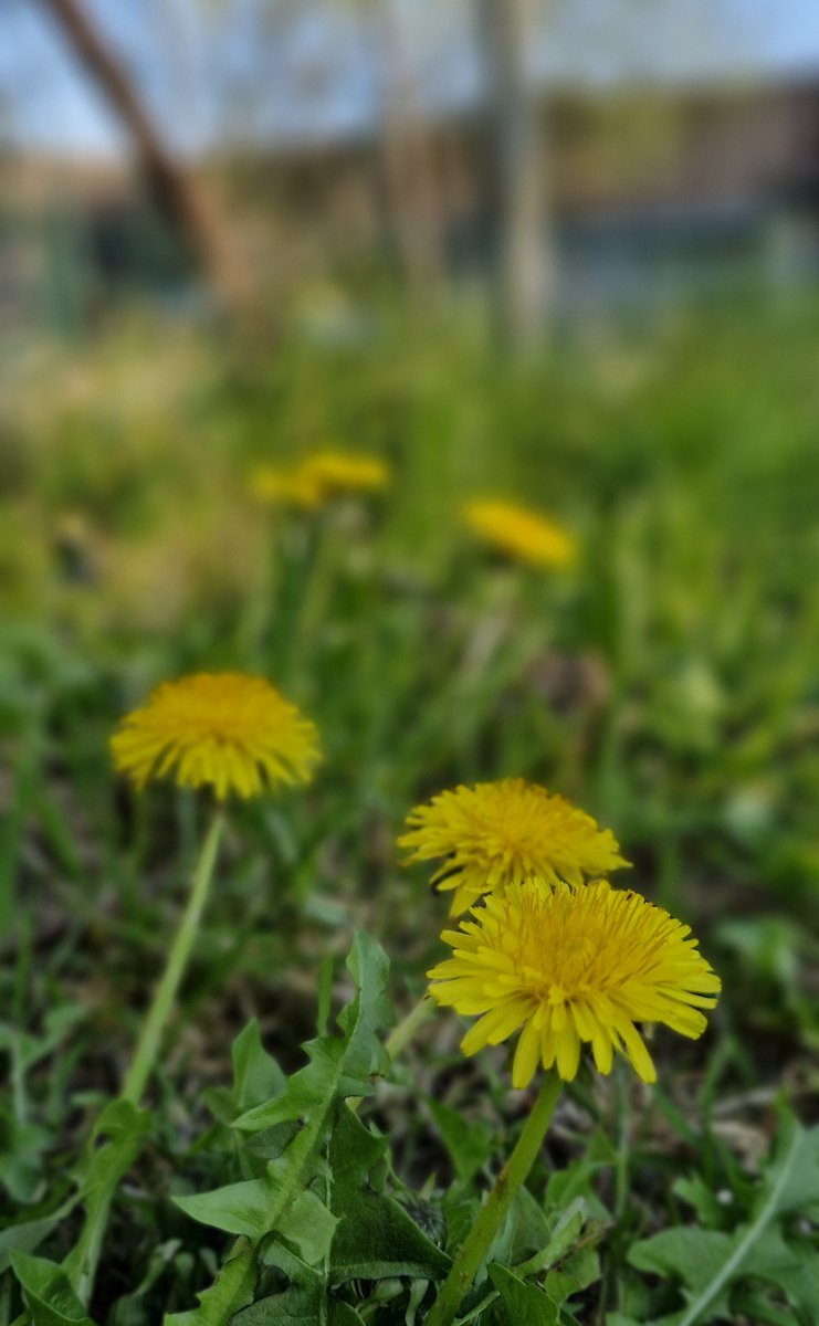 Aurélia tweet media