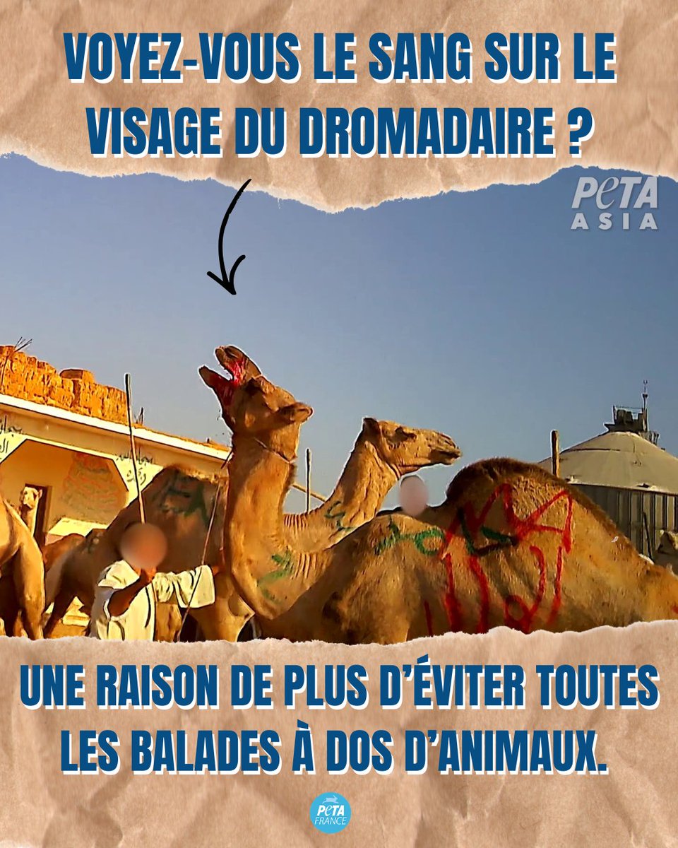 PETA France tweet media
