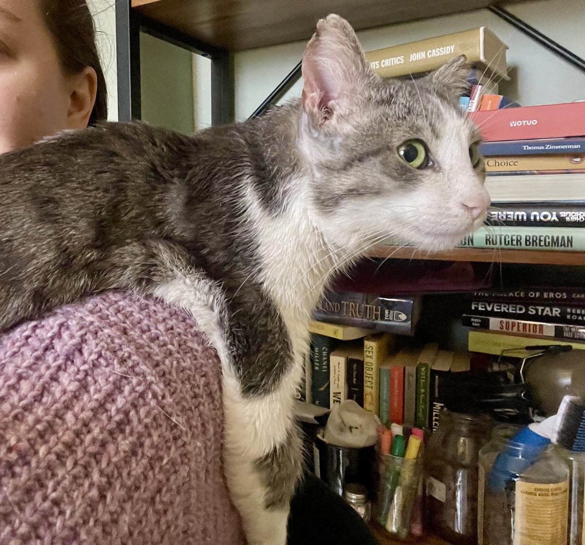 Project MEOW tweet media