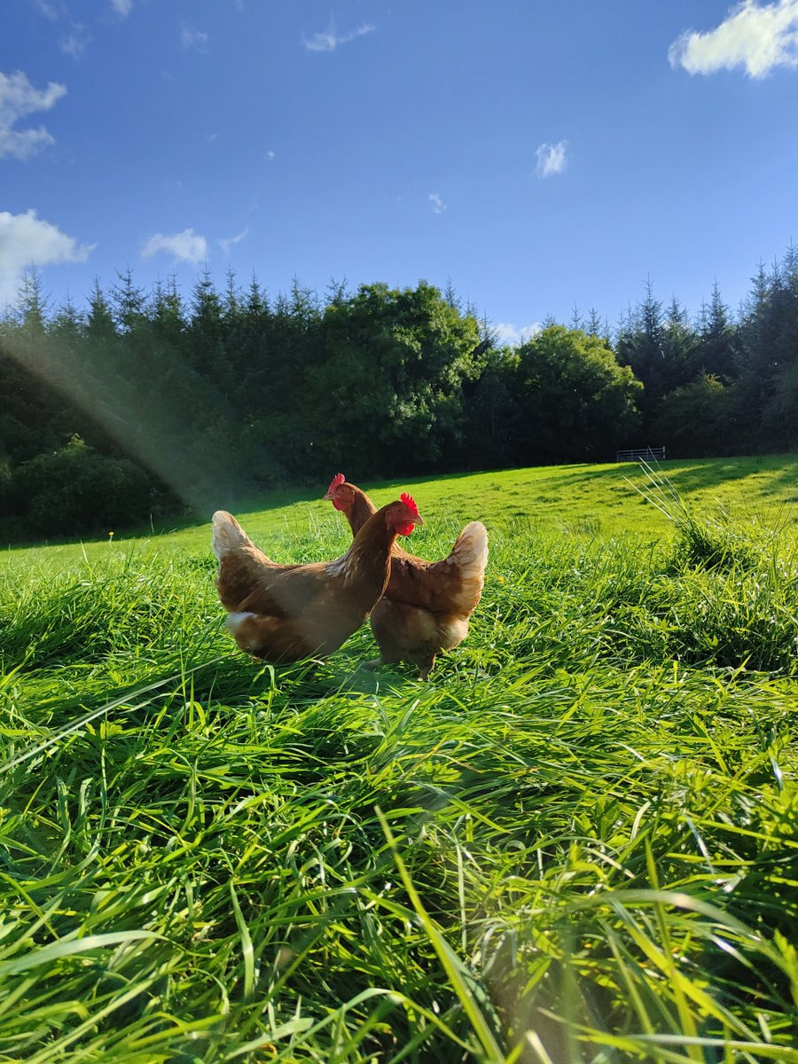 Created in Cavan tweet media