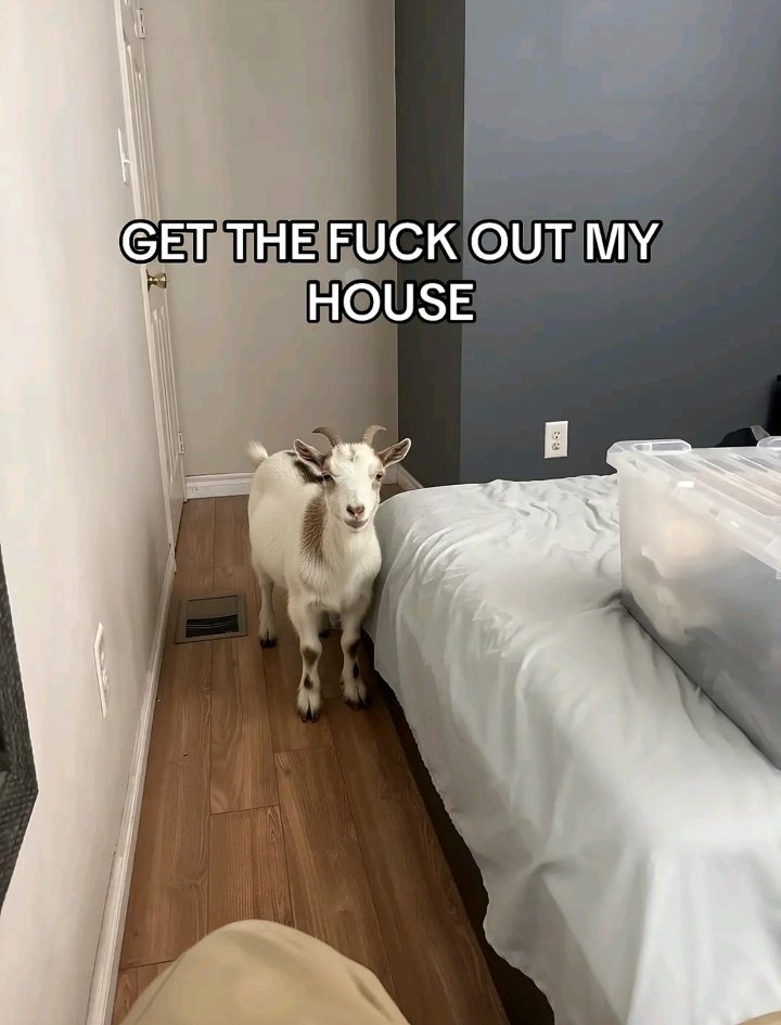 this is the plot of Nightgown lowkey