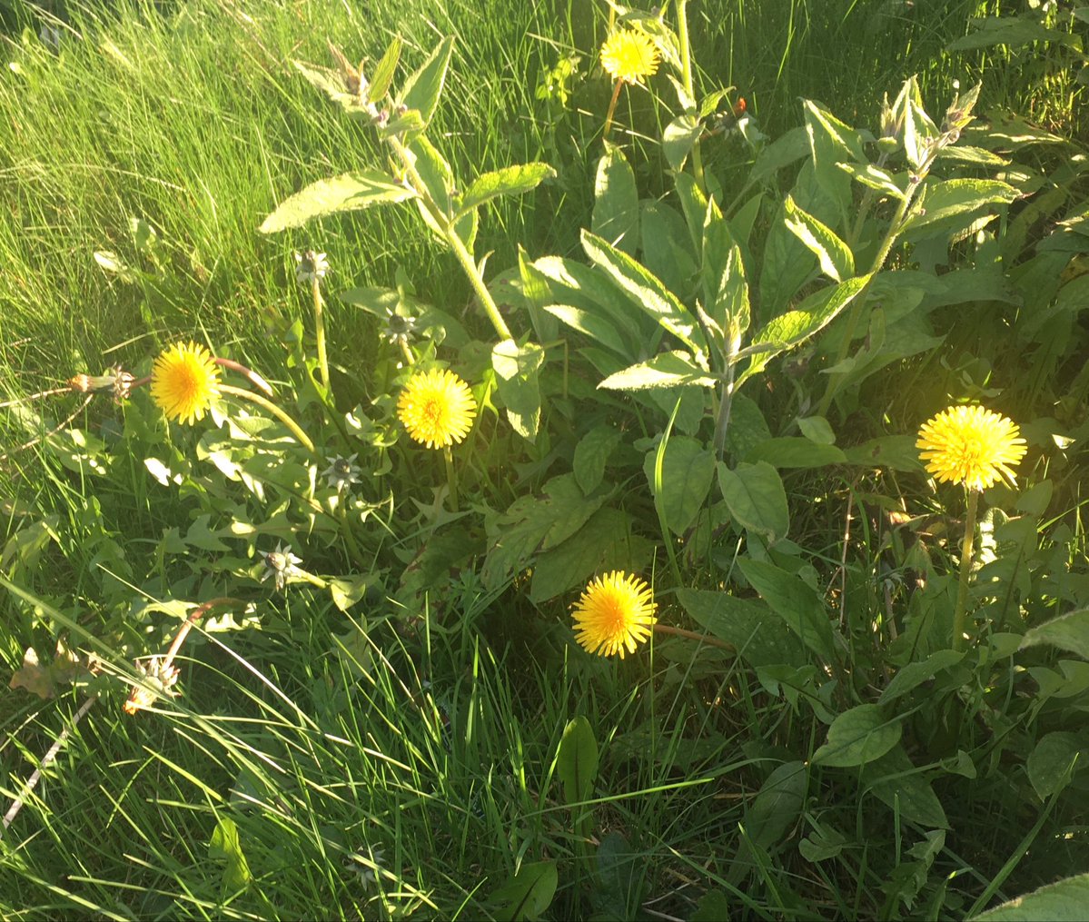 Avocado 🥑 of THE LAW LEAVES NO SCOPE Wrath #KPSS tweet media